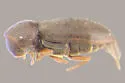 Gastrallus marginipennis - photo 2
