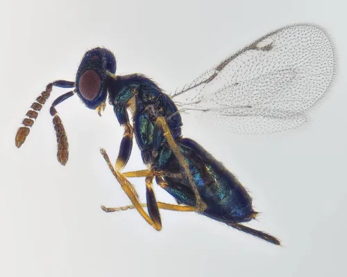Gastrancistrus compressus