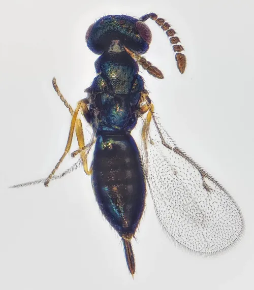 Gastrancistrus compressus - photo 2