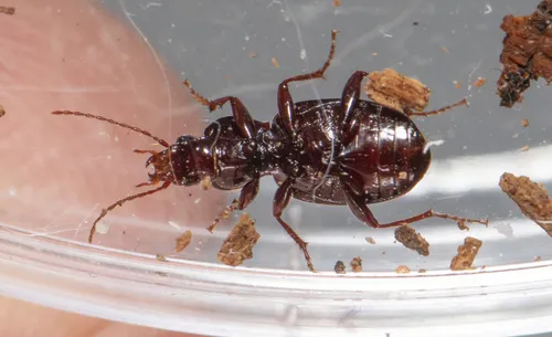 Gastrellarius honestus