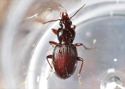 Gastrellarius honestus - photo 2