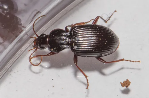 Gastrellarius honestus - photo 3