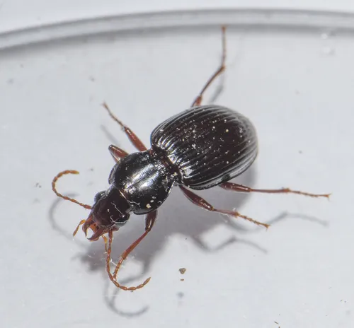 Gastrellarius honestus - photo 4