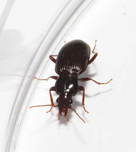Gastrellarius honestus - photo 5
