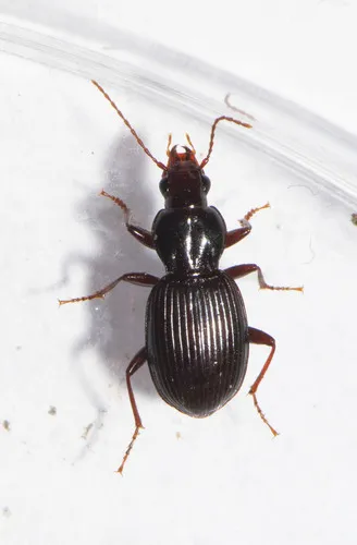 Gastrellarius honestus - photo 6