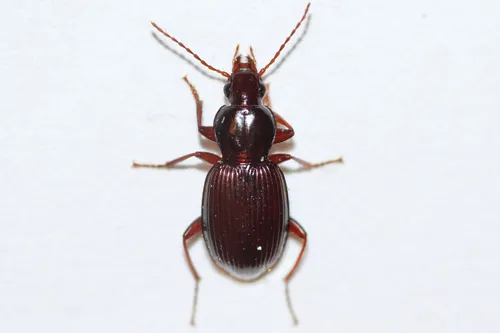 Gastrellarius honestus - photo 7