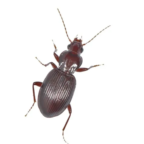 Gastrellarius honestus - photo 8
