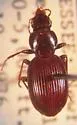 Gastrellarius unicarum - Gastrellarius unicarum
