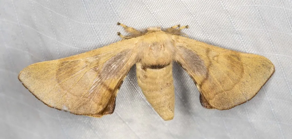 Gastridiota adoxima - photo 2