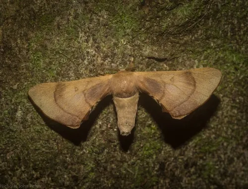 Gastridiota adoxima - photo 6