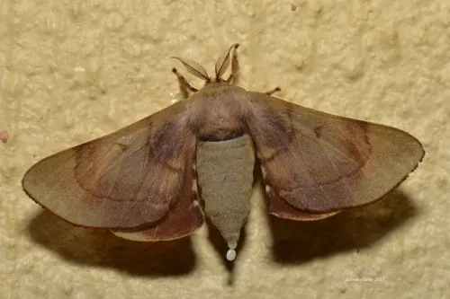 Gastridiota adoxima - photo 8