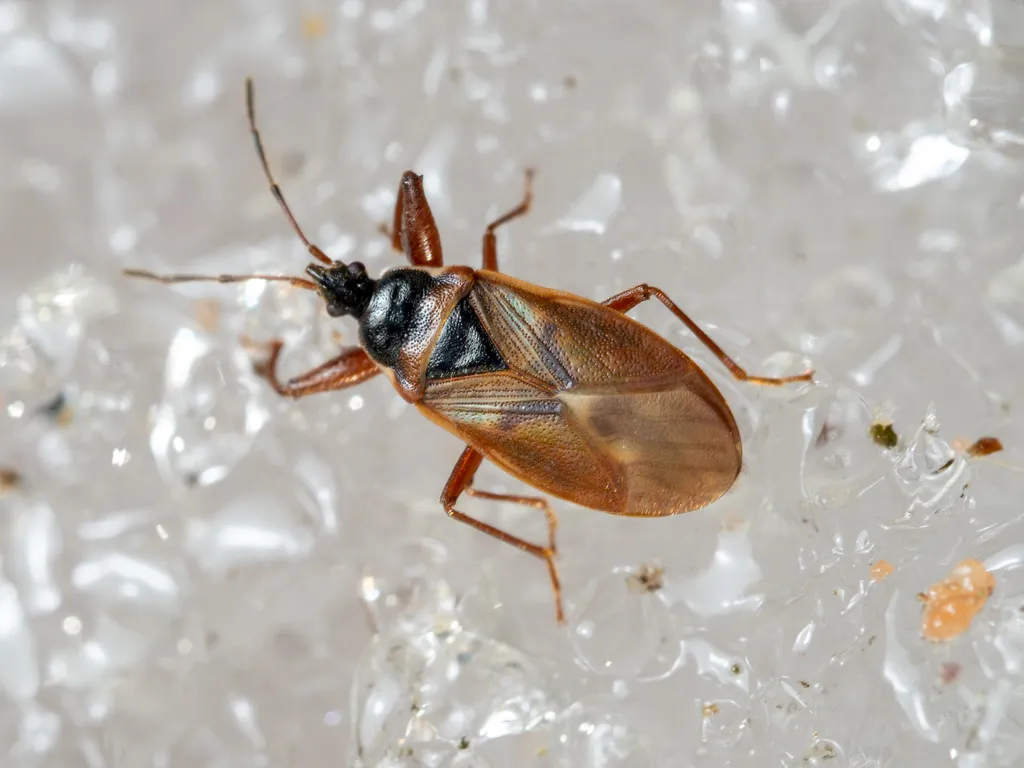Spruce Cone Bug - photo 2