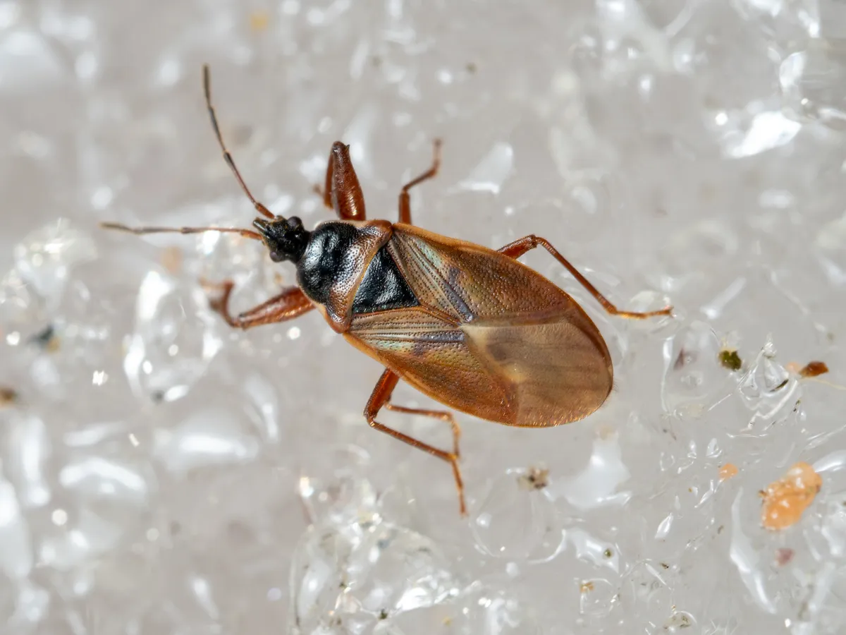 Spruce Cone Bug - photo 3