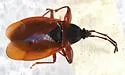 Gastrodes pacificus - Gastrodes pacificus