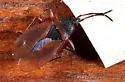 Gastrodes pacificus - photo 2