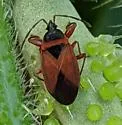 Gastrodes pacificus - photo 3