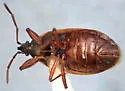 Gastrodes pacificus - photo 4