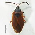 Gastrodes pacificus - photo 5