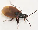 may turn out G. grossipes - photo 4