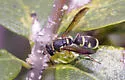 Gastrodynerus vanduzeei - photo 2