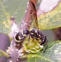 Gastrodynerus vanduzeei - photo 3