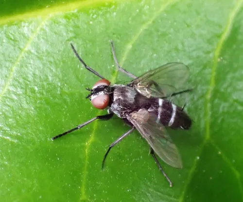 Gastrolepta anthracina