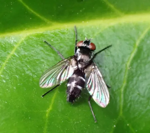 Gastrolepta anthracina - photo 2