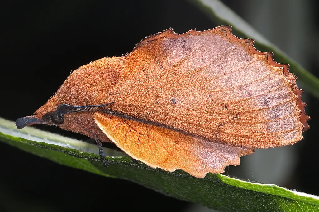 The Lappet - photo 2