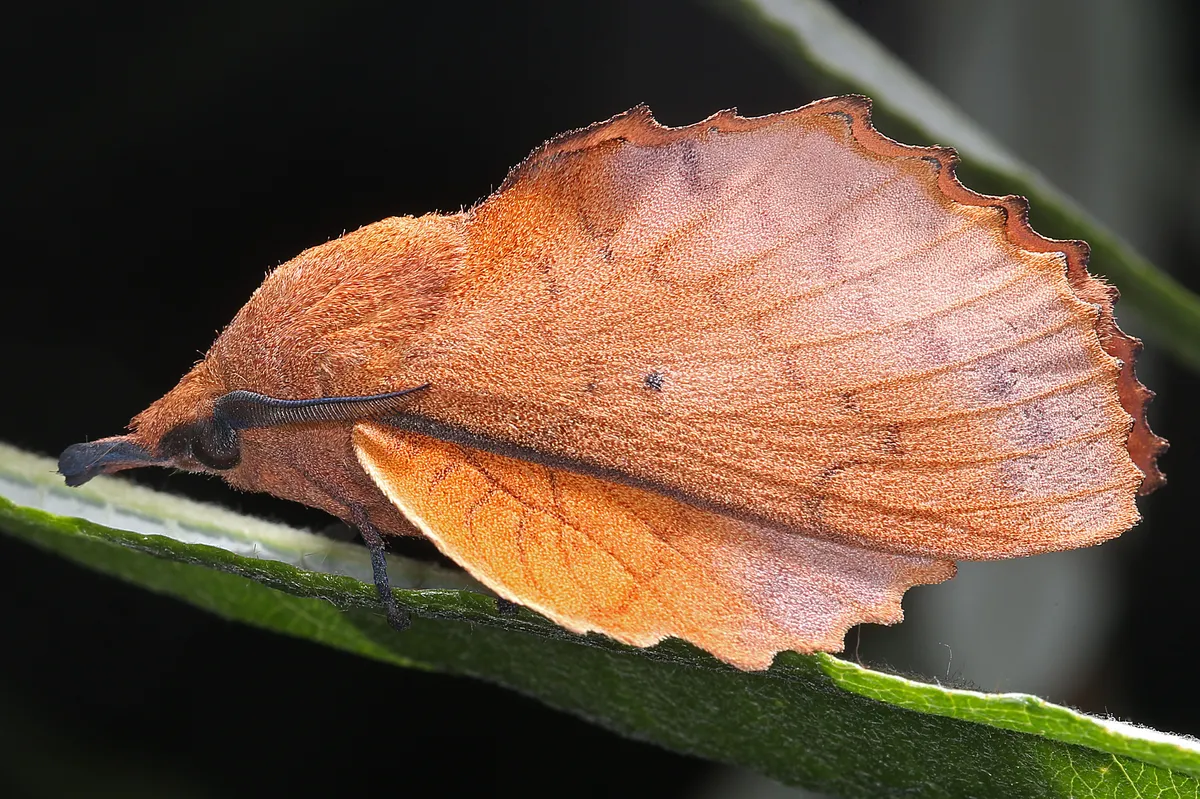 The Lappet - photo 3
