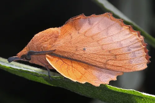 The Lappet - photo 4