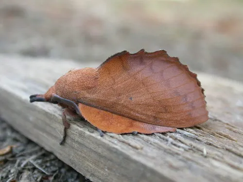 The Lappet - photo 5