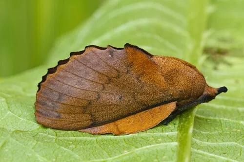 The Lappet - photo 6