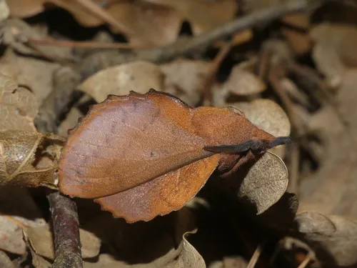 The Lappet - photo 7