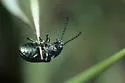 Green Dock Beetle