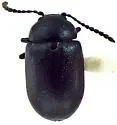 Green Dock Beetle - photo 2