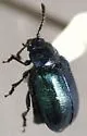 Green Dock Beetle - photo 3