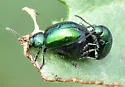 Green Dock Beetle - photo 4