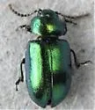 Green Dock Beetle - photo 5