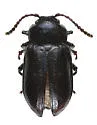 Gastrophysa dissimilis