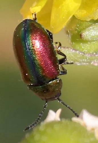 Gastrophysa formosa - photo 2