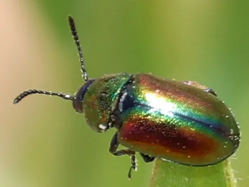 Gastrophysa formosa - photo 3