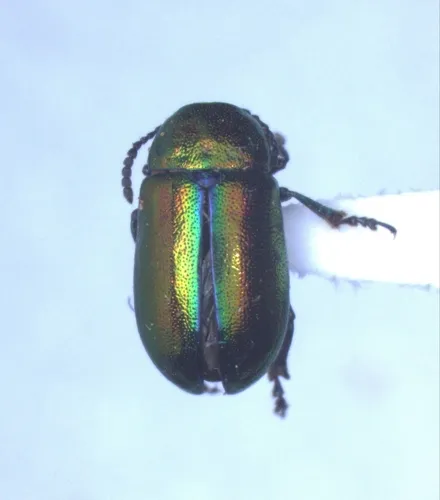 Gastrophysa formosa - photo 4