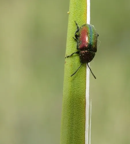Gastrophysa formosa - photo 5