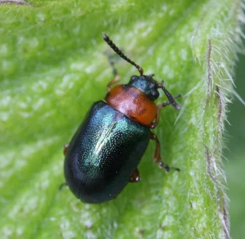 Gastrophysa polygoni