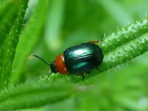 Gastrophysa polygoni - photo 2