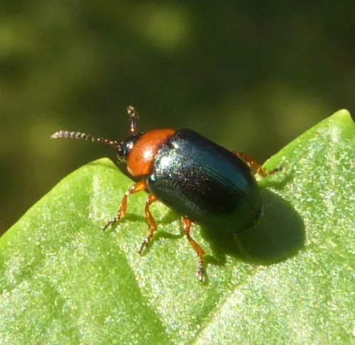 Gastrophysa polygoni - photo 3