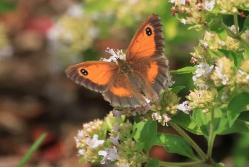 Gatekeeper - photo 2
