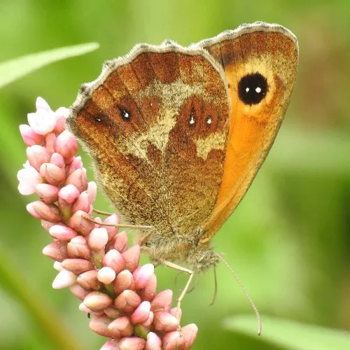 Gatekeeper - photo 4