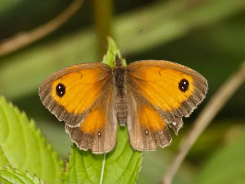 Gatekeeper - photo 5