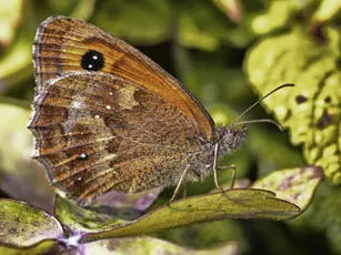 Gatekeeper - photo 6